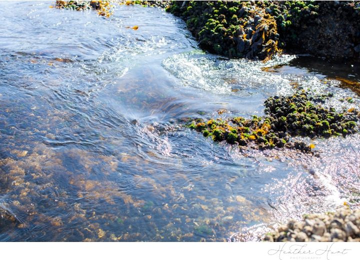 Salt Creek Recreation Area, Washington Tide Pool Exploring- Heather Hurt Photography