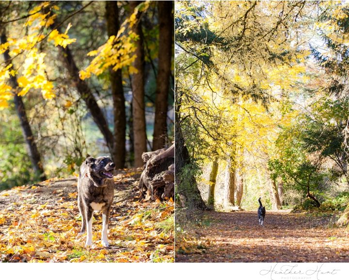 Clover's Annual Fall Portraits- Tacoma, WA Family Photographer