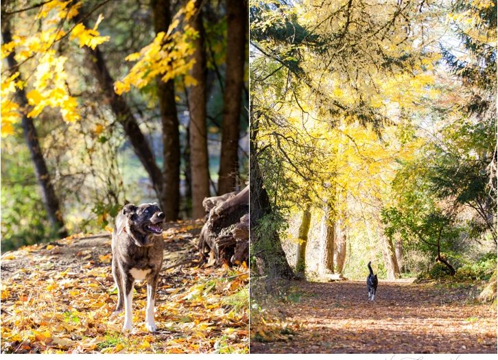 Clover's Annual Fall Portraits- Tacoma, WA Family Photographer